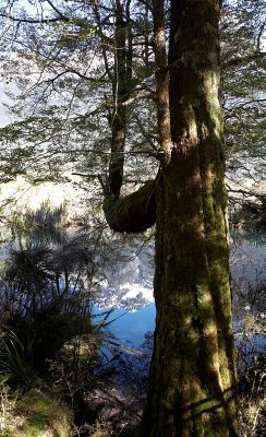 Tree by Mirror Lakes