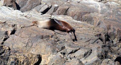 Fur Seal resting