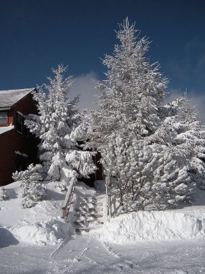 Treetop8.jpg