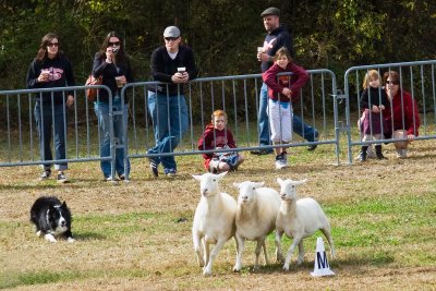 Sheepdog Demonstration