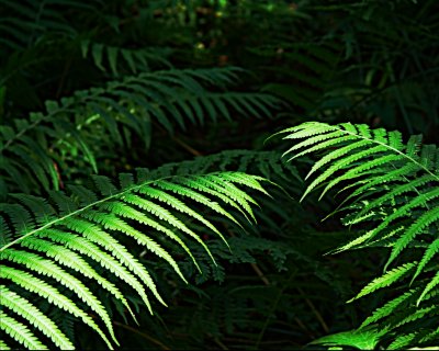 Ferns