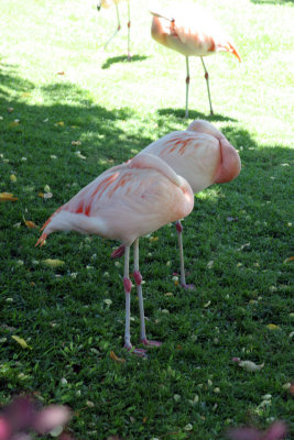 hawaii_big_island_2008