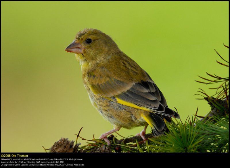 Greenfinch (Grnirisk / Carduelis chloris)