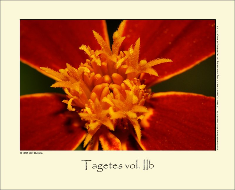 Tagetes vol. IIb