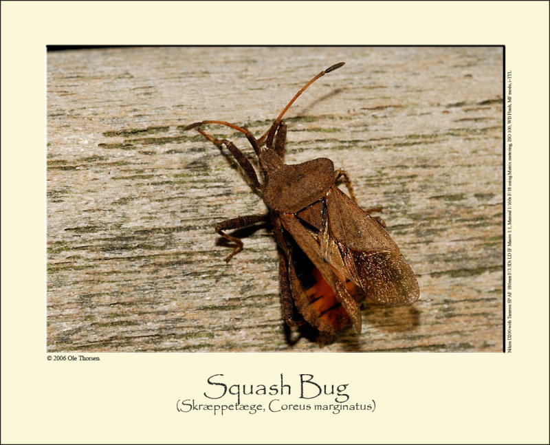 Squash Bug (Skrppetge / Coreus marginatus)