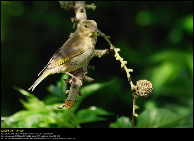 Greenfinch (Grnirisk / Carduelis chloris)