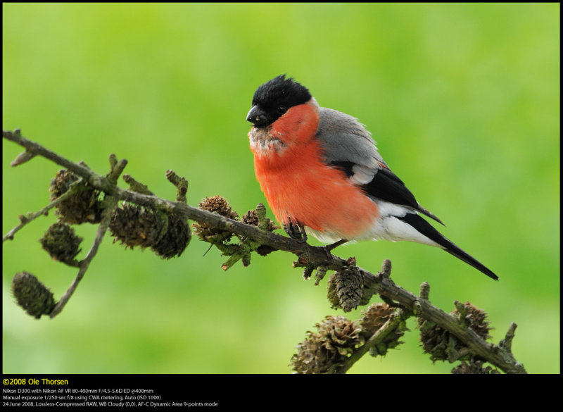 Bullfinch (Dompap, Pyrrhula Pyrrhula)