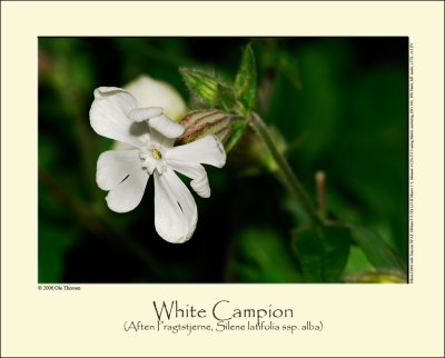 White Campion (Aften-Pragtstjerne / Silene latifolia ssp. alba)
