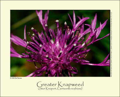 Greater Knapweed (Stor Knopurt / Centaurea scabiosa)