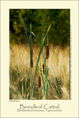 Broadleaf Cattail (Bredbladet Dunhammer / Typha litifolia)