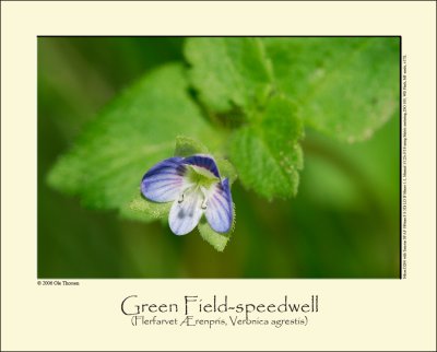 Green Field-speedwell (Flerfarvet Ærenpris / Veronica agrestis)