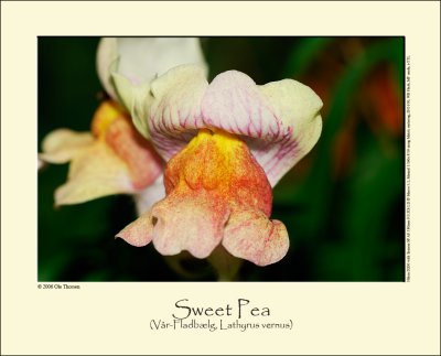 Sweet Pea (Vår-Fladbælg / Lathyrus vernus)