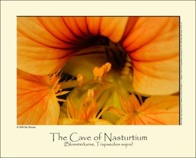 The Cave of Nasturtium
