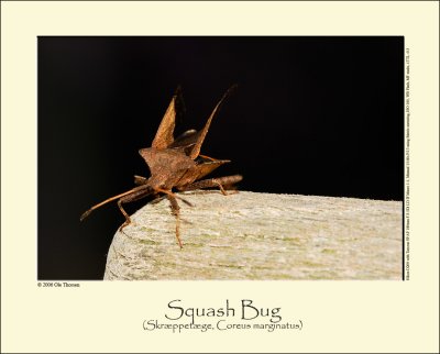 Squash Bug (Skræppetæge / Coreus marginatus)