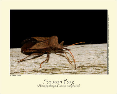 Squash Bug (Skræppetæge / Coreus marginatus)