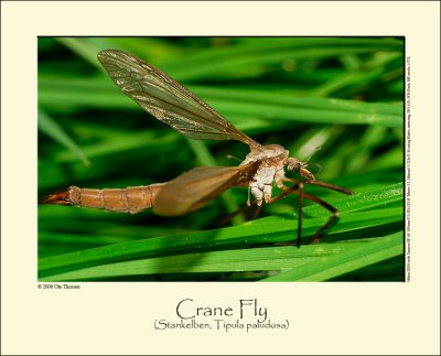 Crane Fly (Stankelben / Tipula paludosa)