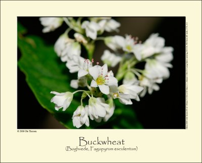 Buckwheat (Boghvede / Fagopyrum esculentum)