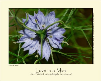 Love-in-a-Mist (Jomfru i det Grønne / Nigella damascena)