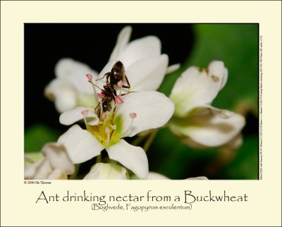 Buckwheat (Boghvede / Fagopyrum esculentum)