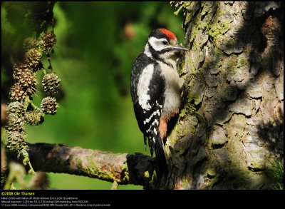 Great Spotted Woodpecker (Stor Flagspætte / Dendrocopos major) (updated:2008-09-14)
