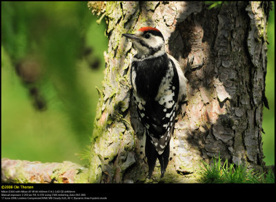 Great Spotted Woodpecker (Stor Flagsptte / Dendrocopos major)