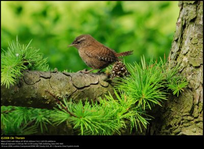 Winter Wren (Gærdesmutte / Troglodytes troglodytes)