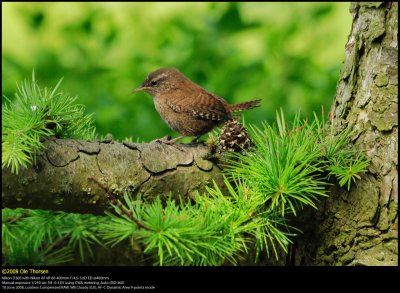 Winter Wren (Grdesmutte / Troglodytes troglodytes)