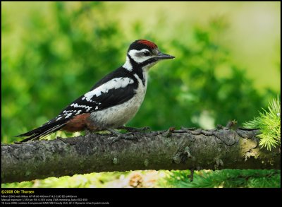 Great Spotted Woodpecker (Stor Flagsptte / Dendrocopos major)