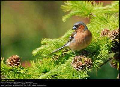 Chaffinch (Bogfinke / Fringilla coelebs)