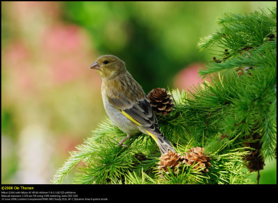 Greenfinch (Grønirisk / Carduelis chloris)
