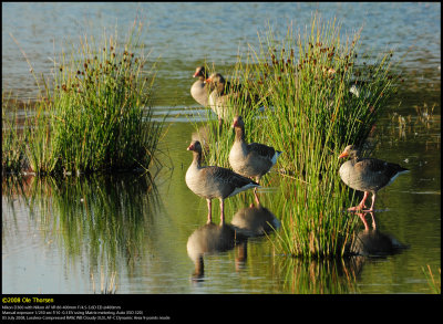 Greylag Goose (Grgs / Anser anser)