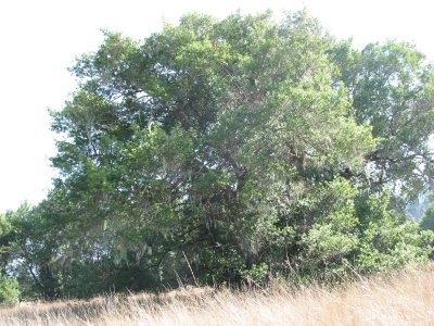 Wedding Meadow Tree