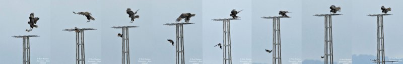 Common Buzzard and Hoopoe