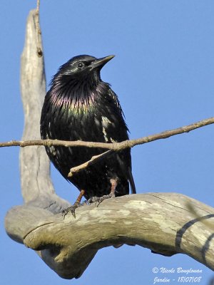 COMMON STARLING