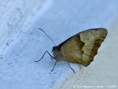 MEADOW BROWN - MANIOLIA JURTINA - MYRTIL