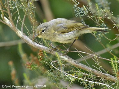 CHIFFCHAFF juvenile