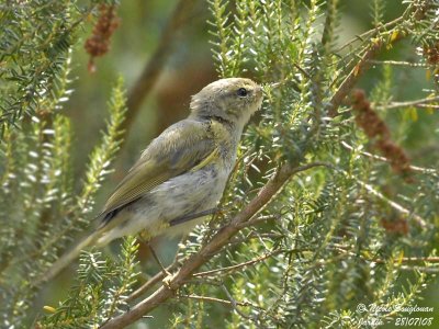 CHIFFCHAFF juvenile