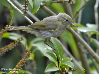 CHIFFCHAFF juvenile
