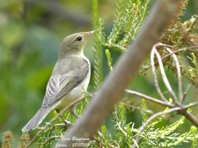 MELODIOUS WARBLER - HIPPOLAIS POLYGLOTTA - HYPOLAIS POLYGLOTTE