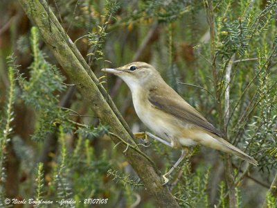 EURASIAN REED-WARBLER - ACROCEPHALUS SCIRPACEUS - ROUSSEROLLE EFFARVATTE