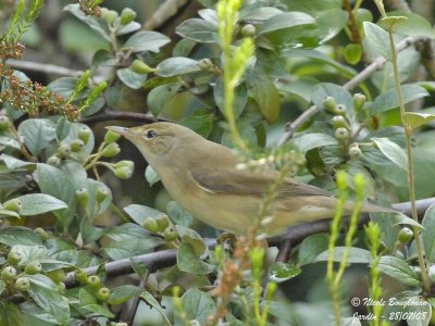 EURASIAN REED-WARBLER - ACROCEPHALUS SCIRPACEUS - ROUSSEROLLE EFFARVATTE