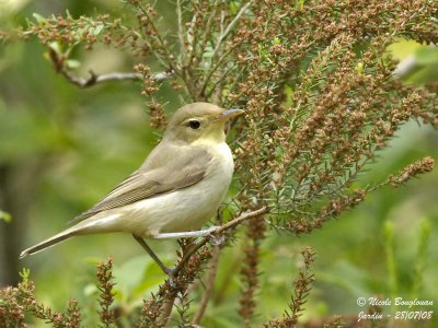 MELODIOUS WARBLER - HIPPOLAIS POLYGLOTTA - HYPOLAIS POLYGLOTTE