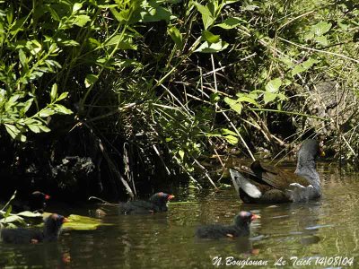 COMMON-MOORHEN