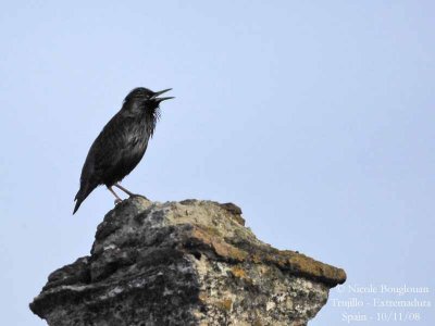 SPOTLESS STARLING