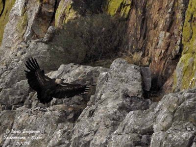 GRIFFON VULTURE before landing