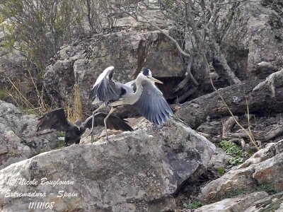 GREAT CORMORANT and GREY HERON