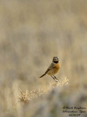 COMMON STONECHAT female - Saxicola torquata - Tarier ptre