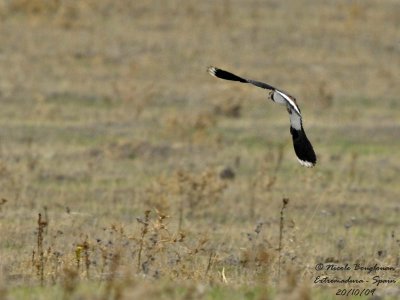 NORTHERN LAPWING