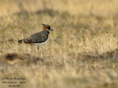 NORTHERN LAPWING