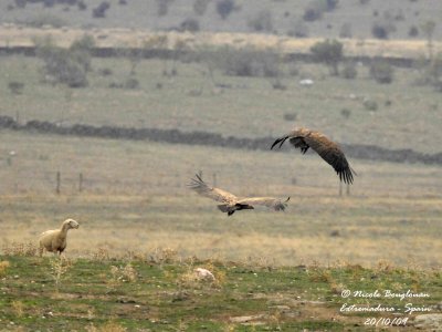 EURASIAN GRIFFON VULTURE - Gyps fulvus - Vautour fauve